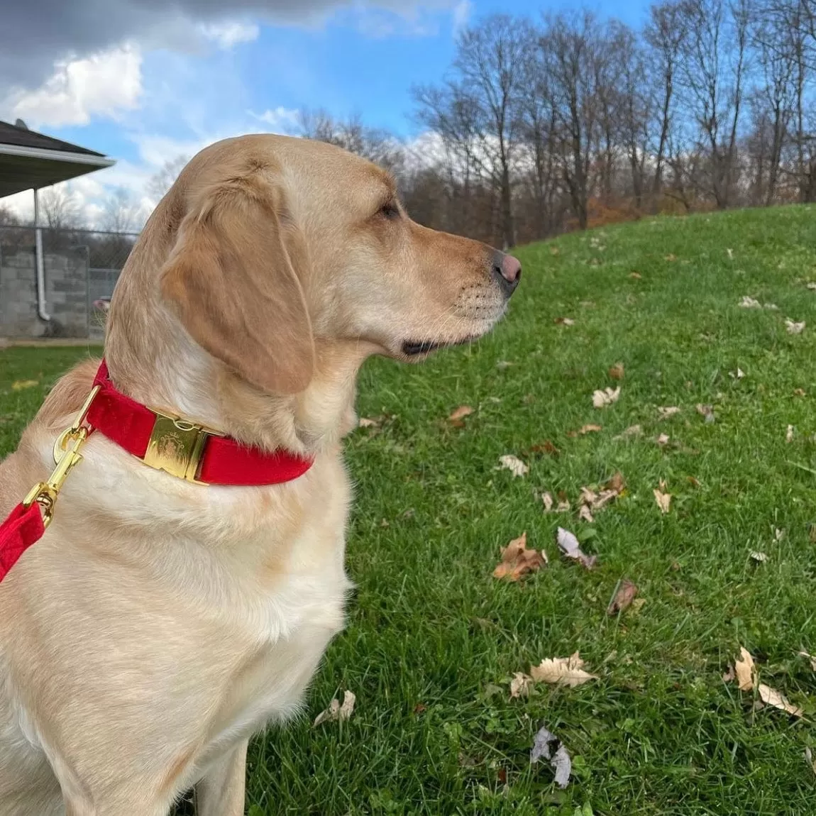 Royal Satin Collar & Leash Set